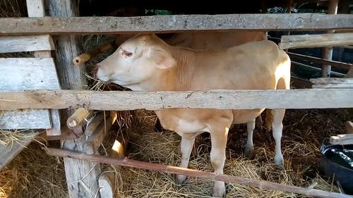 牛吃干草 · 免费素材视频