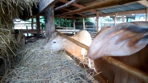 牛吃 · 免费素材视频