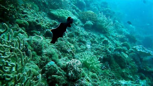 水下生物 · 免费素材视频