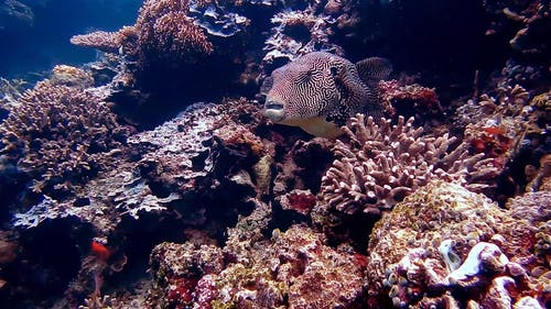 水下生物 · 免费素材视频