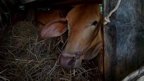 牛吃干草 · 免费素材视频