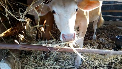 奶牛饲喂干草 · 免费素材视频