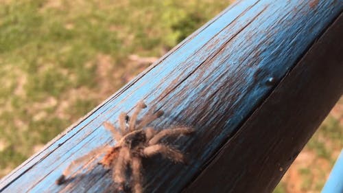 爬行在木头上的蜘蛛 · 免费素材视频