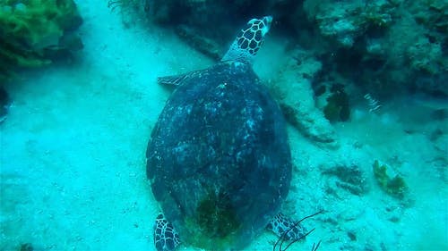 海龟 · 免费素材视频