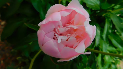 粉色花瓣花 · 免费素材视频