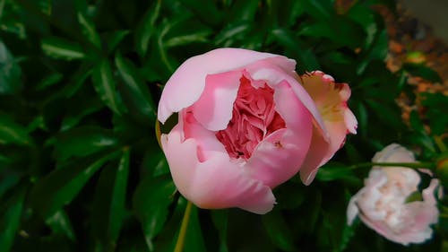 粉红色的花 · 免费素材视频