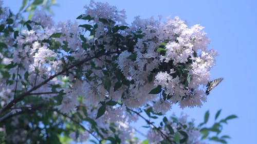 蝴蝶飞来飞去粉红色的花朵 · 免费素材视频