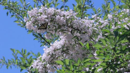 蝴蝶降落在花上 · 免费素材视频