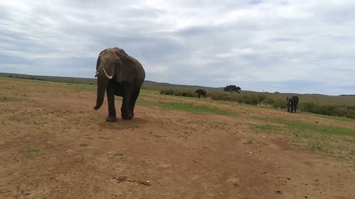 大象 · 免费素材视频