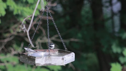鸟类饮水和沐浴 · 免费素材视频