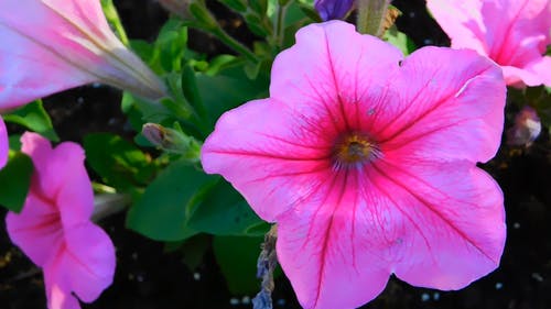 盛开的粉红色花朵 · 免费素材视频