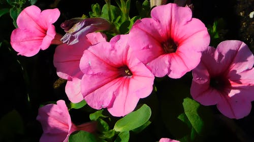 盛开的粉红色花朵 · 免费素材视频