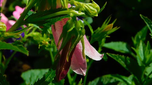 粉红铃铛花 · 免费素材视频