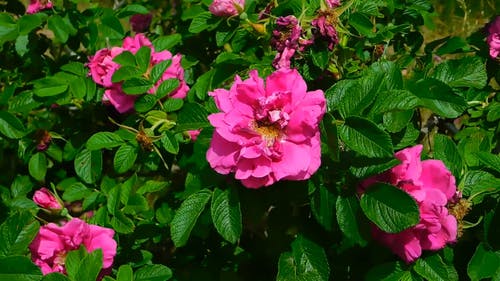盛开的粉红玫瑰 · 免费素材视频