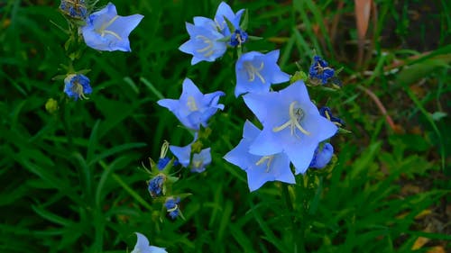 蓝色小花的特写视频 · 免费素材视频