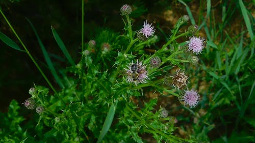 蜜蜂采集花蜜 · 免费素材视频