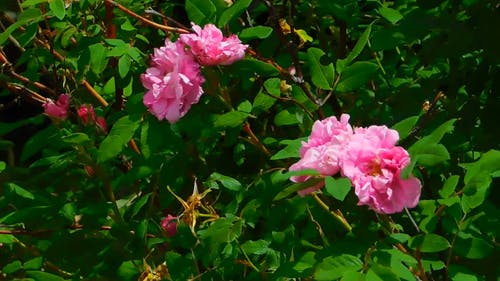 粉红色的花朵，在大风天 · 免费素材视频