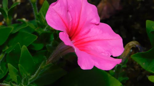粉红色的花的特写视频 · 免费素材视频