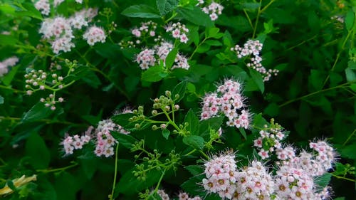 白花和蜜蜂 · 免费素材视频