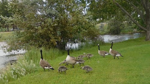 鸭子在湖附近的草上觅食 · 免费素材视频