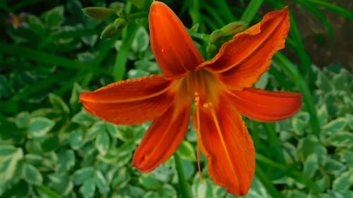 关闭了橙花的视频 · 免费素材视频