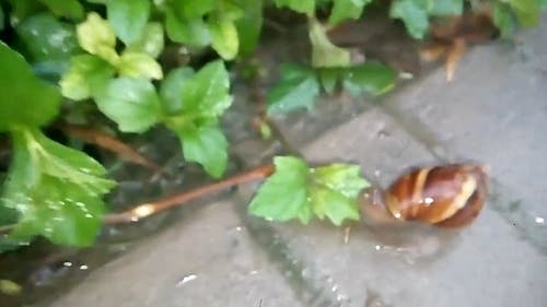 蜗牛在叶附近的特写视频 · 免费素材视频