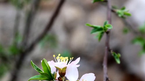 白花盛开 · 免费素材视频