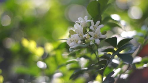 茉莉花 · 免费素材视频