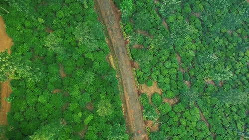 植物和树木的鸟瞰图 · 免费素材视频