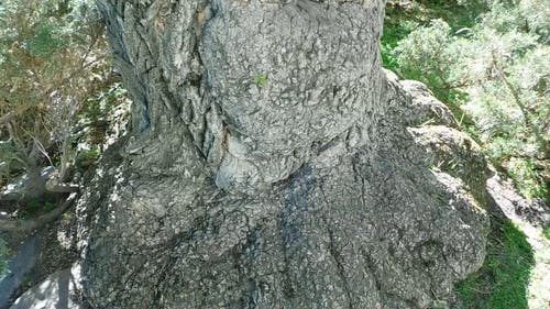 一棵巨大的老树 · 免费素材视频