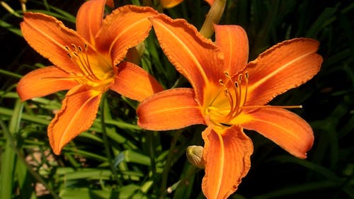 橙色花瓣花 · 免费素材视频