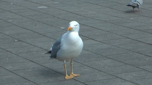 海鸥特写视频 · 免费素材视频