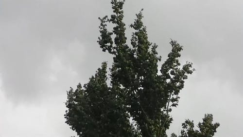 在巨大的风雨中摇曳的树 · 免费素材视频