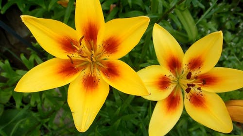 精彩的黄色花朵视频 · 免费素材视频