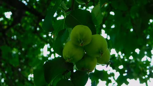 水果在树上的特写镜头 · 免费素材视频