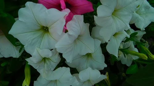 白色和粉红色的花朵 · 免费素材视频