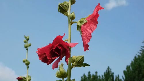 美丽的红色花朵 · 免费素材视频