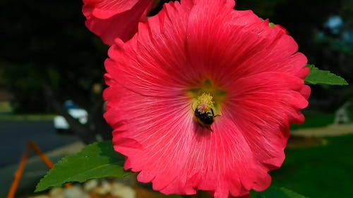 蜜蜂授粉一朵红色的花 · 免费素材视频