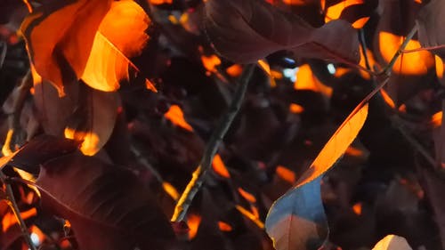 树木视频中的光反射 · 免费素材视频