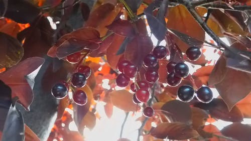 树枝与浆果 · 免费素材视频