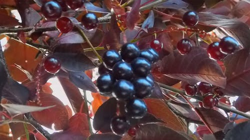一棵树上的浆果的美丽的颜色 · 免费素材视频