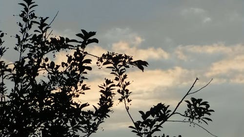 天空与剪影叶子的景色 · 免费素材视频