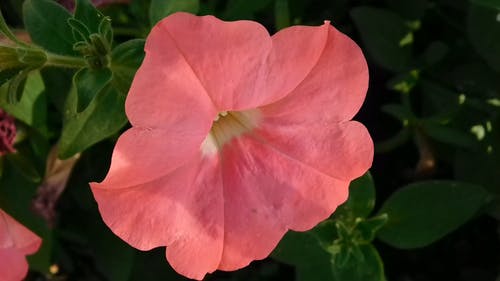 一朵美丽的粉红色的花 · 免费素材视频
