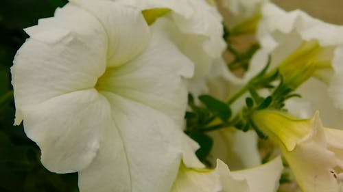 白色美丽的花朵视频 · 免费素材视频