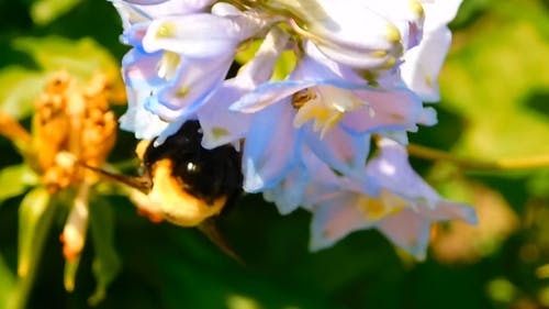 一只大黄蜂在花上的特写镜头 · 免费素材视频