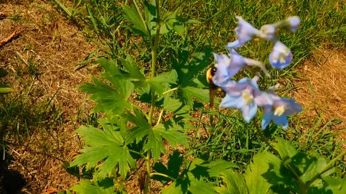 大黄蜂喂蓝色的花 · 免费素材视频