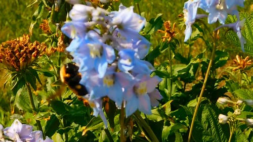 蜜蜂在花上 · 免费素材视频