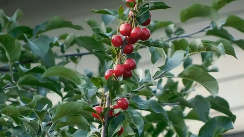 樱桃特写视频 · 免费素材视频