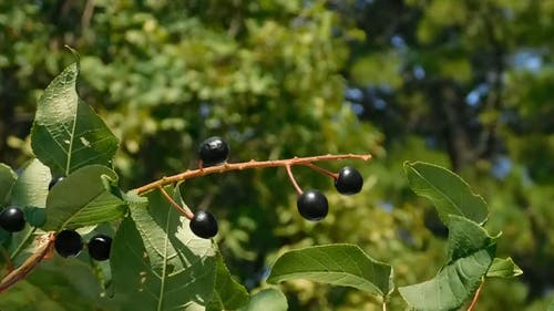 黑莓树 · 免费素材视频