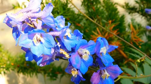 蓝色的花的特写视图 · 免费素材视频